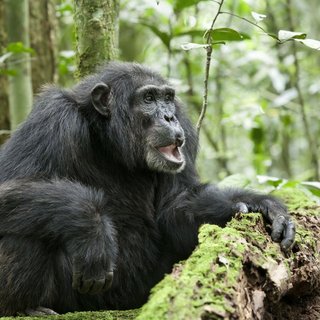 Chimpanzee Picture 21