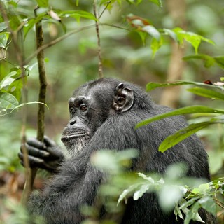 Chimpanzee Picture 25