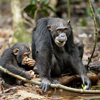 A scene from Walt Disney Pictures' Chimpanzee (2012). Photo credit by Martyn Colbeck.