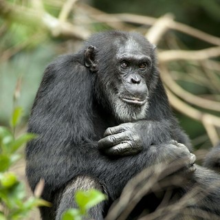 Chimpanzee Picture 29