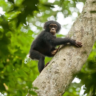 Chimpanzee Picture 32