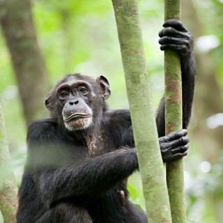 Chimpanzee Picture 33