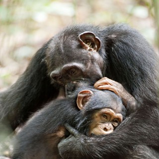 Chimpanzee Picture 34
