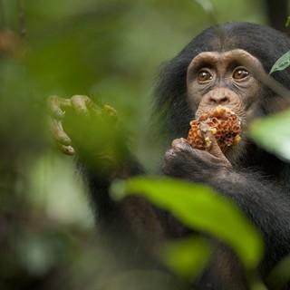 Chimpanzee Picture 35