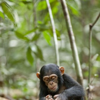 Chimpanzee Picture 36