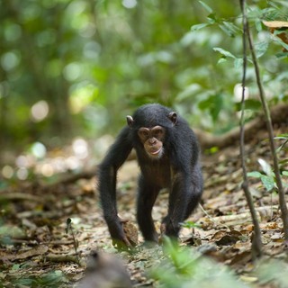 Chimpanzee Picture 38