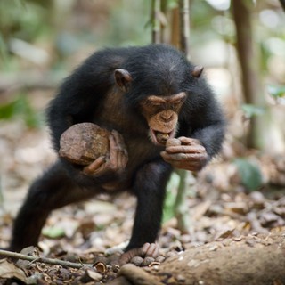 Chimpanzee Picture 39