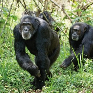 Chimpanzee Picture 4