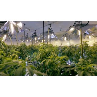 Culture High, The (2014)