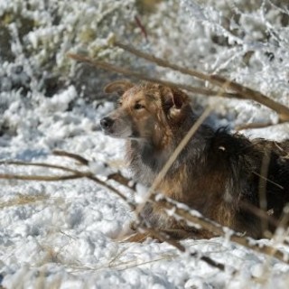 Darling Companion Picture 13