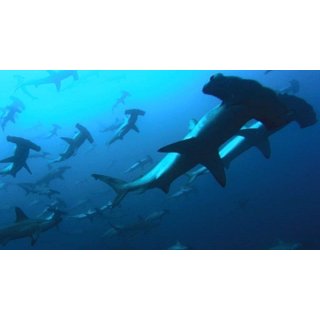 Deep Blue (2005)