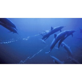 Deep Blue (2005)