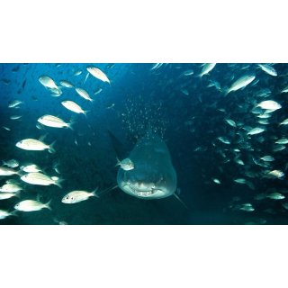 Deep Sea 3D (2006)