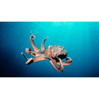 Deep Sea 3D (2006)