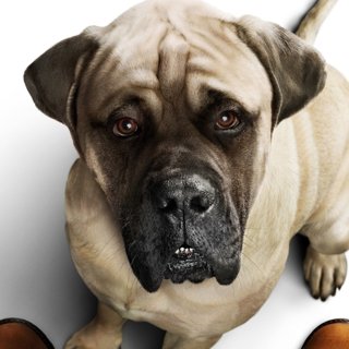 Poster of Universal Pictures' A Dog's Journey (2019)