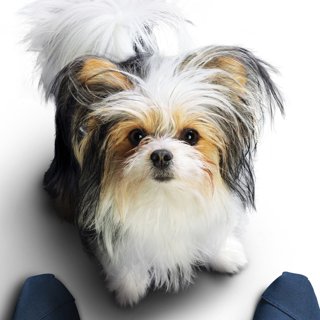 Poster of Universal Pictures' A Dog's Journey (2019)