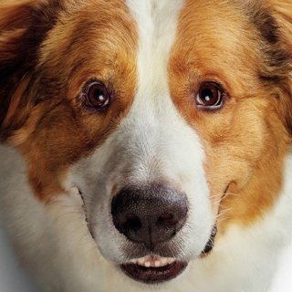 A Dog's Journey Movie Stills