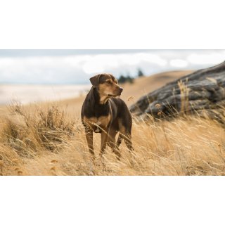Dog's Way Home, A Picture 1