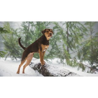 Dog's Way Home, A Picture 2