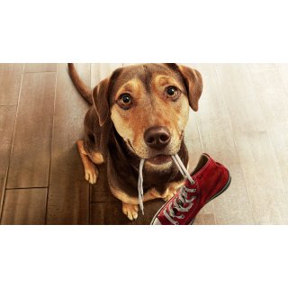 Dog's Way Home, A Picture 3
