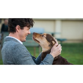 Dog's Way Home, A Picture 6