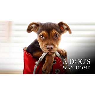 Dog's Way Home, A Picture 7