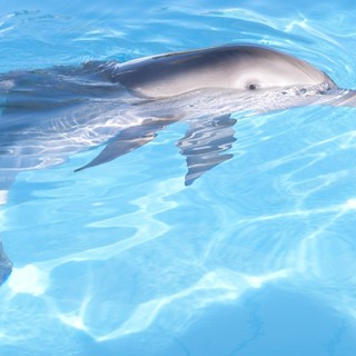 Dolphin Tale Picture 23