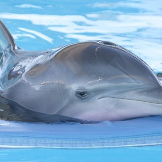 Dolphin Tale Picture 25