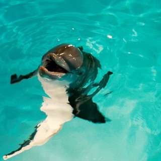Dolphin Tale Picture 37