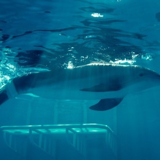 Dolphin Tale Picture 38
