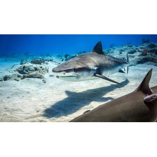 Dolphin Reef (2020)