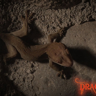 Argento's Dracula 3D Picture 6