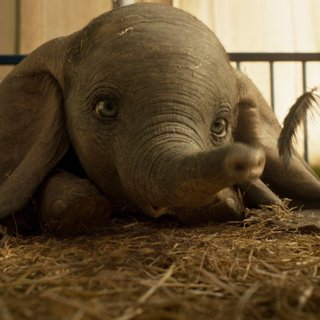 Dumbo Picture 24