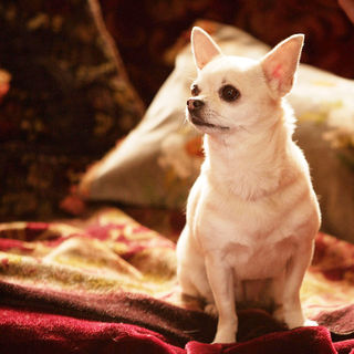 Easy Virtue Picture 67