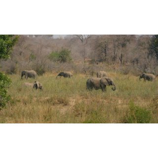Elephant in the Room (2026)