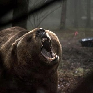 A scene from Vertical Entertainment's Into the Grizzly Maze (2015)