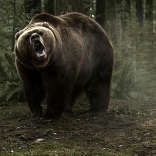 A scene from Vertical Entertainment's Into the Grizzly Maze (2015)