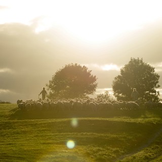 Far From The Madding Crowd Picture 26