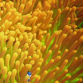 Poster of Walt Disney Pictures' Finding Dory (2016)