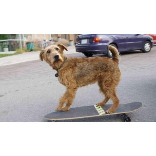 Firehouse Dog (2007)