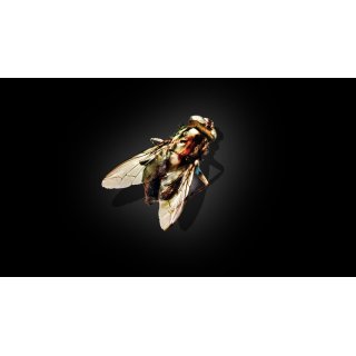 Fly, The Picture 2