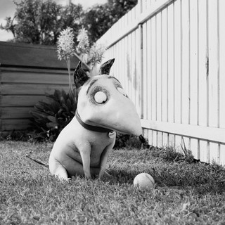 Sparky from Walt Disney Pictures' Frankenweenie (2012)