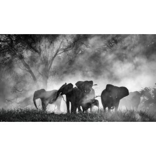 Ghost Elephants (2026)