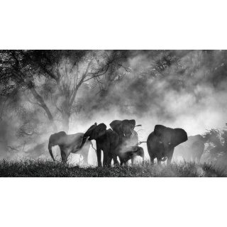 Ghost Elephants (2026)