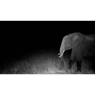 Ghost Elephants (2026)