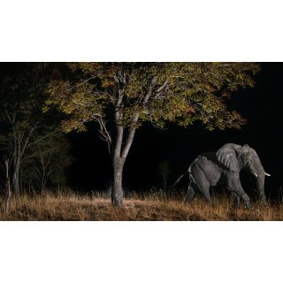 Ghost Elephants (2026)