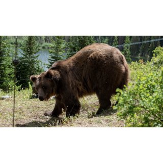 Grizzly Night (2026)