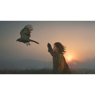 H Is For Hawk Picture 3