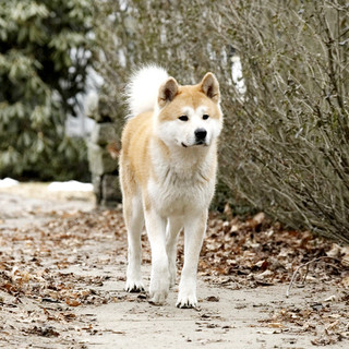 Hachiko: A Dog's Story Picture 4