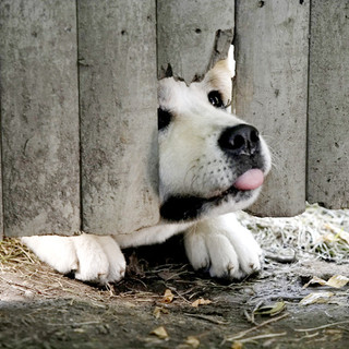 Hachiko: A Dog's Story Picture 6